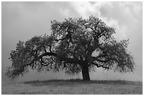 Oak tree against cloudy sky in spring, Calero County Park. California, USA ( black and white)
