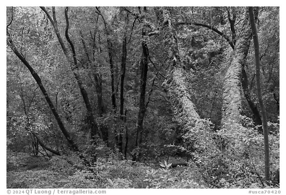 Forest with mossy trees, Bear Creek Redwoods Open Space Preserve. California, USA (black and white)