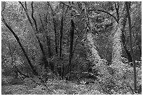 Forest with mossy trees, Bear Creek Redwoods Open Space Preserve. California, USA ( black and white)