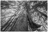 Old growth redwood with secondary trunk, Bear Creek Redwoods Open Space Preserve. California, USA ( black and white)