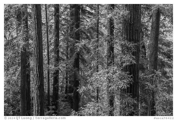 Grove of redwood trees, Bear Creek Redwoods Open Space Preserve. California, USA (black and white)