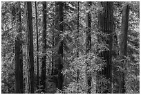 Grove of redwood trees, Bear Creek Redwoods Open Space Preserve. California, USA ( black and white)