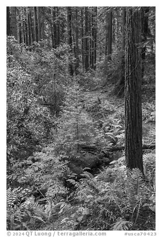 Creek and redwoods, Bear Creek Redwoods Open Space Preserve. California, USA (black and white)