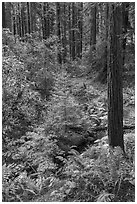 Creek and redwoods, Bear Creek Redwoods Open Space Preserve. California, USA ( black and white)