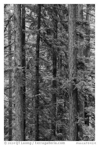 Redwood trunks, Bear Creek Redwoods Open Space Preserve. California, USA (black and white)