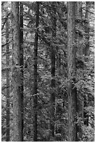 Redwood trunks, Bear Creek Redwoods Open Space Preserve. California, USA ( black and white)