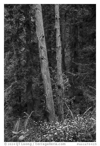 Forget-me-nots and forest, Bear Creek Redwoods Open Space Preserve. California, USA (black and white)