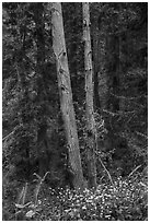 Forget-me-nots and forest, Bear Creek Redwoods Open Space Preserve. California, USA ( black and white)