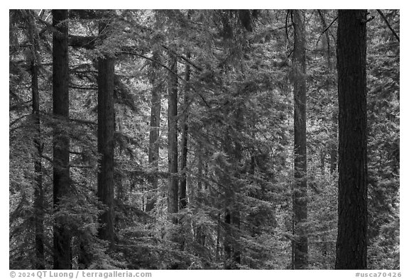 Redwood forest, Bear Creek Redwoods Open Space Preserve. California, USA (black and white)