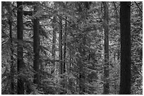 Redwood forest, Bear Creek Redwoods Open Space Preserve. California, USA ( black and white)