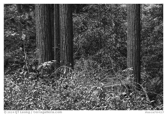 Forget-me-nots and redwood trees, Bear Creek Redwoods Open Space Preserve. California, USA (black and white)