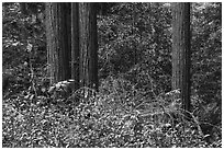Forget-me-nots and redwood trees, Bear Creek Redwoods Open Space Preserve. California, USA ( black and white)