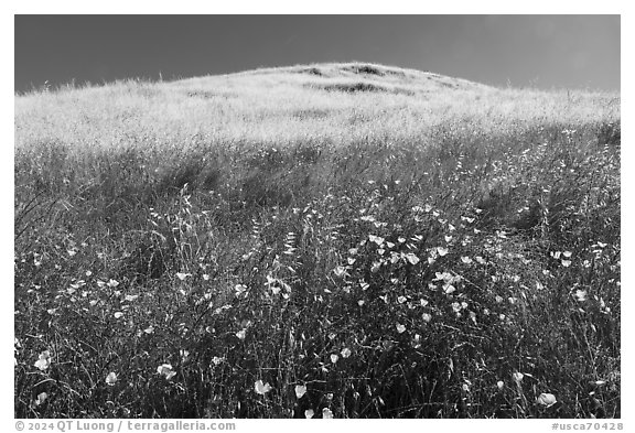 California poppies and hill, Coyote Ridge Open Space Preserve. California, USA (black and white)