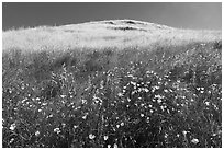 California poppies and hill, Coyote Ridge Open Space Preserve. California, USA ( black and white)
