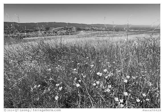 California poppies, grasses, and valley, Coyote Ridge Open Space Preserve. California, USA (black and white)