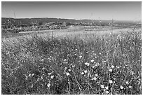 California poppies, grasses, and valley, Coyote Ridge Open Space Preserve. California, USA ( black and white)