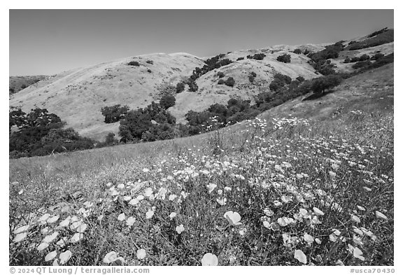 California poppies and hill with oak trees, Coyote Ridge Open Space Preserve. California, USA (black and white)