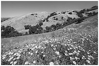 California poppies and hill with oak trees, Coyote Ridge Open Space Preserve. California, USA ( black and white)