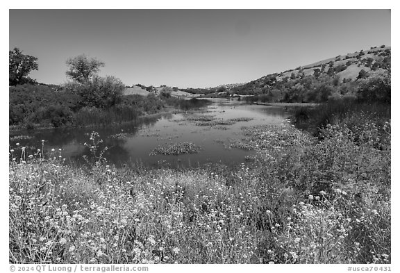 Mustard flowers and Grant Lake, Joseph Grant County Park. San Jose, California, USA (black and white)