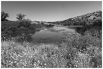 Mustard flowers and Grant Lake, Joseph Grant County Park. San Jose, California, USA ( black and white)