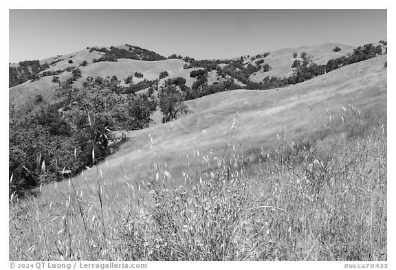 Wildflowers, grasses, and hills in springtime, Joseph Grant County Park. San Jose, California, USA (black and white)