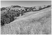 Wildflowers, grasses, and hills in springtime, Joseph Grant County Park. San Jose, California, USA ( black and white)