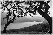 Coyote Lake framed by oak trees, Coyote Lake Harvey Bear Ranch County Park. California, USA ( black and white)