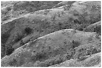 Hills and ridges in autumn, Joseph Grant County Park. San Jose, California, USA ( black and white)