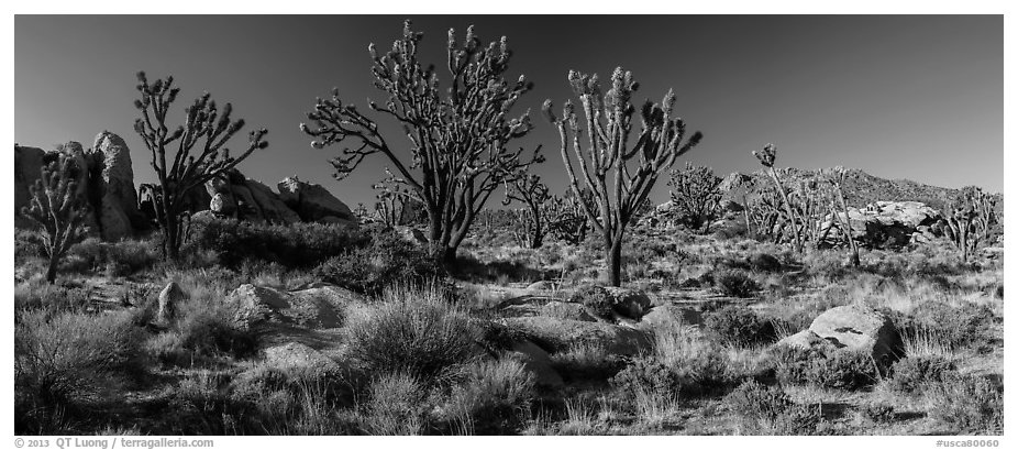 Desert landscape with Joshua trees, rocks, and distant mountains. Mojave National Preserve, California, USA