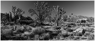 Desert landscape with Joshua trees, rocks, and distant mountains. Mojave National Preserve, California, USA (Panoramic black and white)