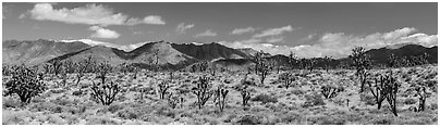 Mojave Desert landscape with Joshua trees and mountains. Mojave National Preserve, California, USA (Panoramic black and white)