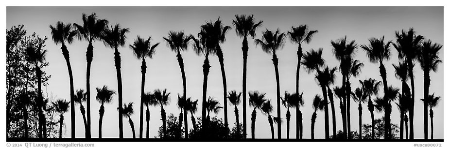 Row of palm trees at sunset. Los Angeles, California, USA (black and white)