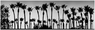 Row of palm trees at sunset. Los Angeles, California, USA (Panoramic black and white)