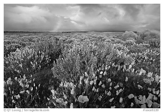 Lupines, California Poppies, and rainbow early morning. Antelope Valley, California, USA (black and white)