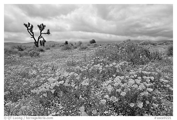 California Poppies and Joshua Trees. Antelope Valley, California, USA