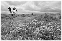 California Poppies and Joshua Trees. Antelope Valley, California, USA ( black and white)