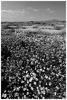 Yellow and purple desert flowers on mud flats. Antelope Valley, California, USA ( black and white)