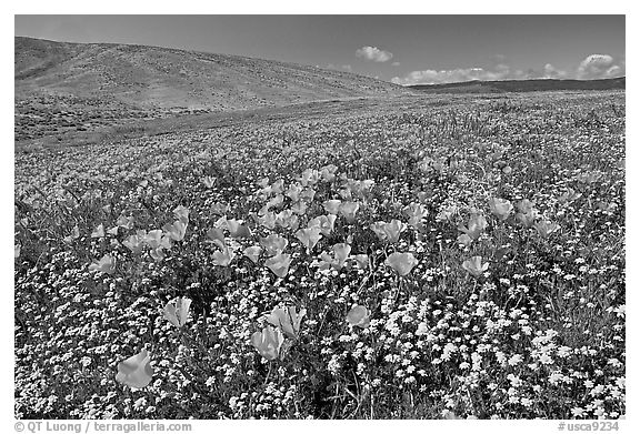 California Poppies and desert Marygold, hills W of the Preserve. Antelope Valley, California, USA (black and white)