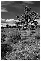 Yellow desert Marygold and Joshua Tree. Antelope Valley, California, USA ( black and white)