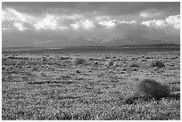 Meadow covered with poppies and sage bushes. Antelope Valley, California, USA ( black and white)