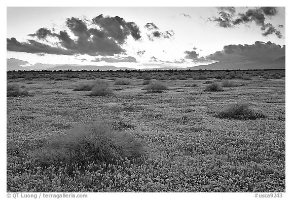 Meadow covered with poppies and sage bushes at sunset. Antelope Valley, California, USA (black and white)