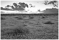 Meadow covered with poppies and sage bushes at sunset. Antelope Valley, California, USA (black and white)