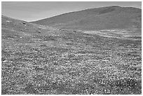 Hills W of the Preserve, covered with multicolored flowers. Antelope Valley, California, USA (black and white)