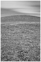 Hills W of the Preserve, covered with multicolored flowers. Antelope Valley, California, USA ( black and white)