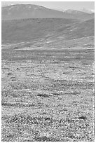 Hills W of the Preserve, covered with multicolored flowers. Antelope Valley, California, USA (black and white)