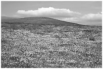 Hills W of the Preserve, covered with multicolored flowers. Antelope Valley, California, USA ( black and white)