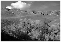 Pond, trees, and Gorman Hills. California, USA (black and white)