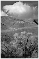 Trees, verdant hills,  Gorman Hills. California, USA ( black and white)