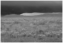 Meadow with closed poppies under a stormy sky. Antelope Valley, California, USA (black and white)