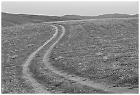 Curvy tire tracks in a wildflower meadow. Antelope Valley, California, USA (black and white)
